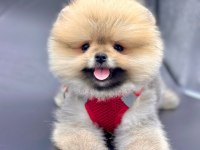 TÜRKİYENİN EN İYİ A PLUS YAVRU POMERANİAN KÖPEKLERİ