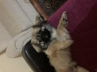 8 aylık eğitimli pekinez erkek