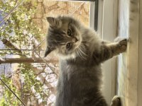 British longhair persian 1,5 aylık oyun hastası yavru