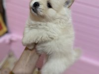 Pomeranian boo 1 ay sonra rezerve edilecektir