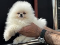 Ankaranın en seçkin pomeranian yavruları