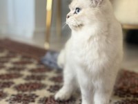 British longhair kedisi