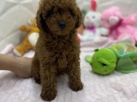 Erkek dişi orijinal kore poodle yavrularımız