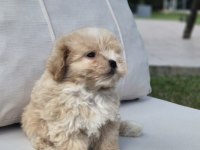 Akıllı ve Tüy Dökmeyen Karakteriyle Maltipoo Yavrusu