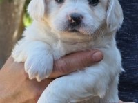 Harika Maltipoo Yavrular