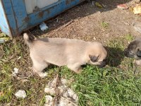 Sokak köpeği 6 tane yavru