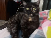 british black tabby kız
