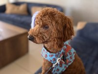 1 yaşında tam bir evcimen küçük poodle kafimizi