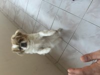 1 yaşında dişi pekinez