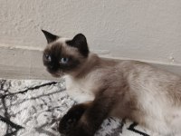 British Blue Point Kedim Ücretsiz Sahiplendirilecektir