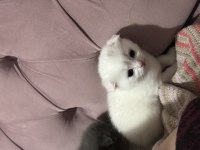 Kedi scottish fold dişi erkek