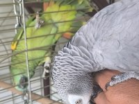 Jako papağanı dişi