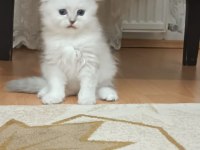 Mavi gözlü erkek scottish fold