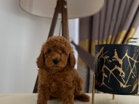 Red brown toy poodle yavrumuz