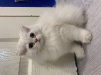 Cam gözlü british longhair yavru