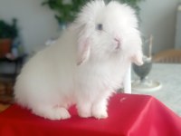 Orijinal Lop ırkı Tavşan