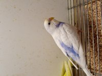 YAVRU MUHABBET KUŞLARI RENGARENK