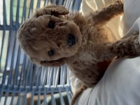 A kalite toy poodle bebekleri