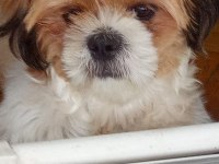Sevimli bir dost shih tzu