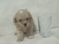 Dişi sıfır burun maltipoo