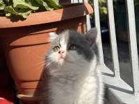 British shorthair bicolour