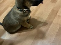 Küçük Irk fino yavru ev köpeği