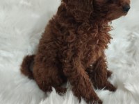 Toy poodle brown cana yakın