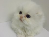 Scottish fold longhair dişi mavi gözlü