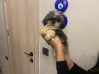 3 Aylık Erkek Teacup Shih Tzu Yavru Köpeğimiz
