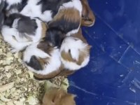 Guinea pig yavruları