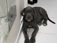 Şecereli cane corso iki buçuk aylık yavrularım