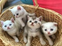 SAFKAN SCOTTİSH FOLD & BRİTİSH SHORTHAİR KEDİLER
