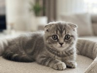 Silver Tabby Scottish Fold Dişi