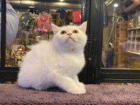 British shorthair erkek