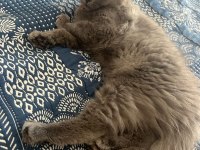 Uyguna dişi british longhair