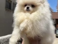 Pomeranian Boo bebekler