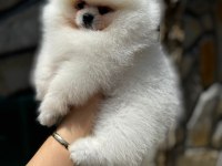 Çanakkale Pomeranian Boo