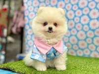 Sevimli Pomeranian Boo Yavrularımız