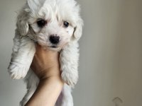 Terrier maltese bebekler
