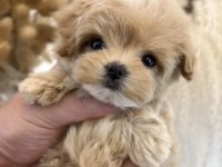 Orjınal Saf Kore Teacup Maltipoo Yavrum