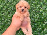Irk ve sağlık garantili Maltipoo yavrularımız