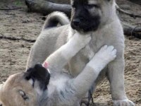 SİVASTAN SAFKAN KANGAL YAVRULARI
