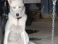 SAFKAN BEYAZ HUSKY