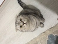 Scottish Fold Silver