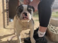 1.5 YAŞINDA ERKEK FRENCH BULLDOG SAFKAN MERLE AŞILI
