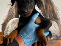 Doberman bebekler yeni ailerini bekliyor