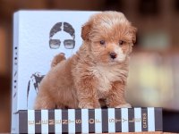 Maltipoo yavruları