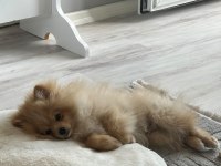 4.5 aylık yavru pomeranian