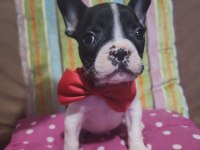 SAFKAN FRENCH BULLDOG ERKEK BEBEK