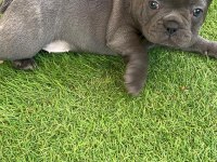French bulldog